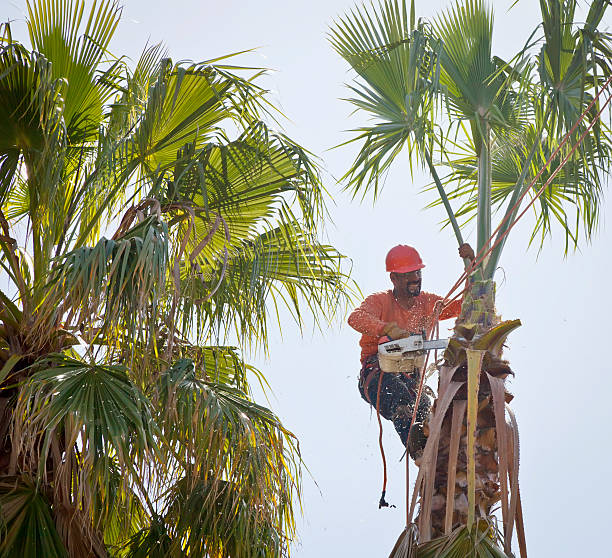 Reliable Jenks, OK Tree Service Solutions